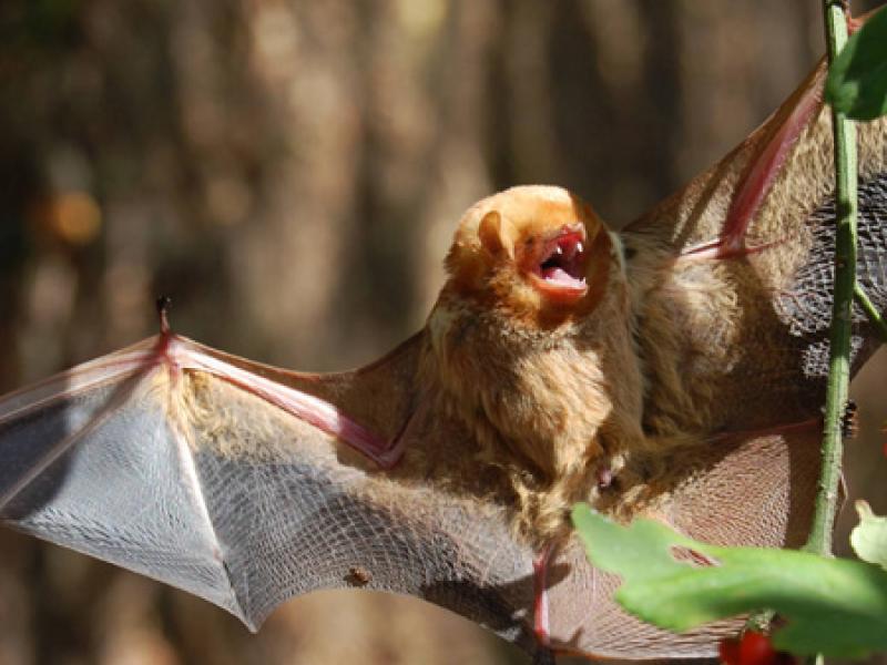 Eastern Red Bat Outdoor Alabama